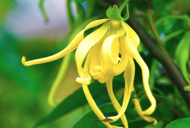 benefits-of-ylang-ylang